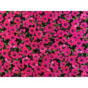 Tissu Crepe Viscose Fleurs Magenta